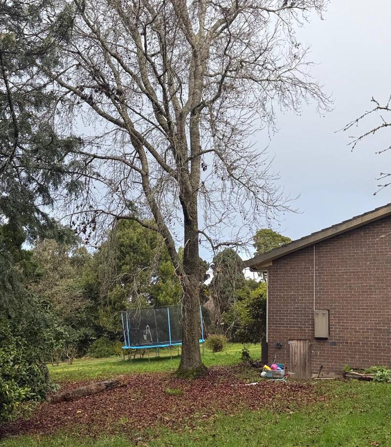 Before: a tall liquid amber growing against a brick house in Forrest