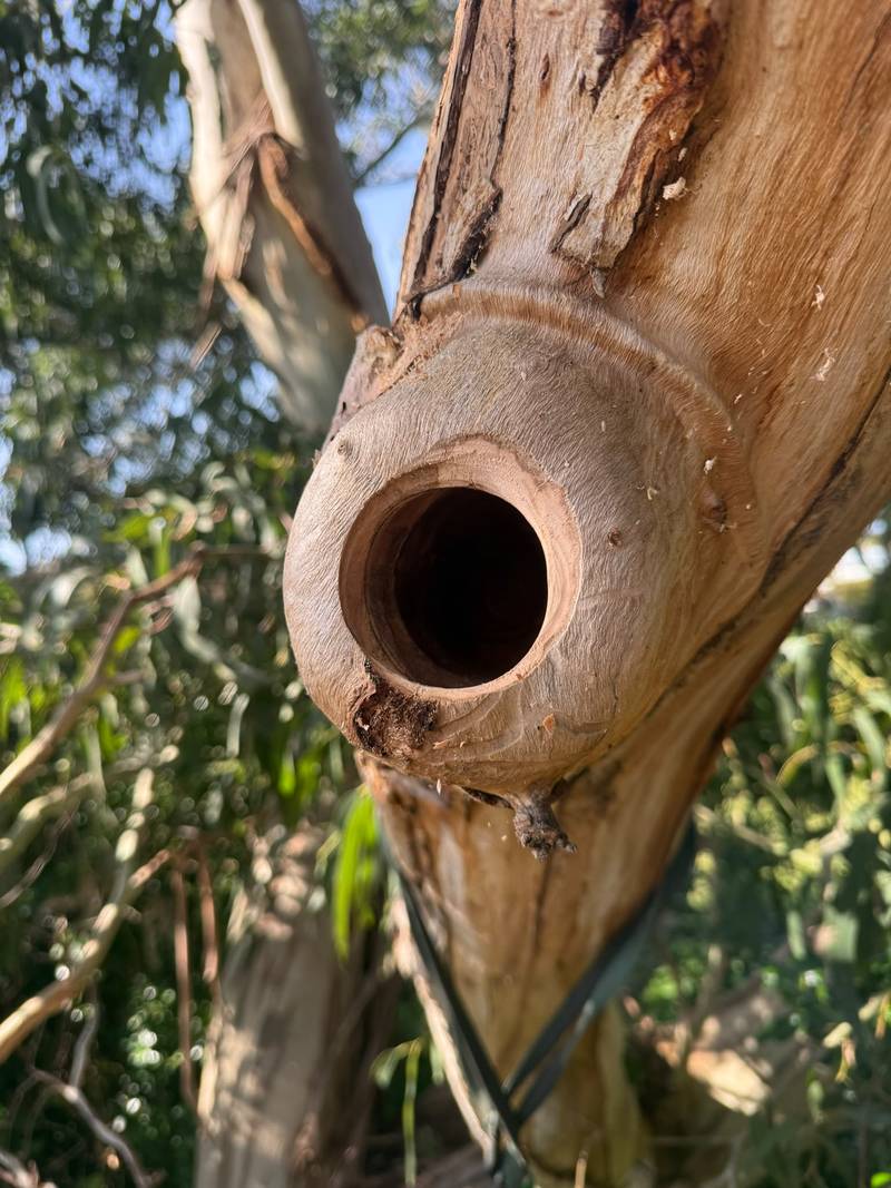 The finished nesting hollow entrance carved into the retained limb
