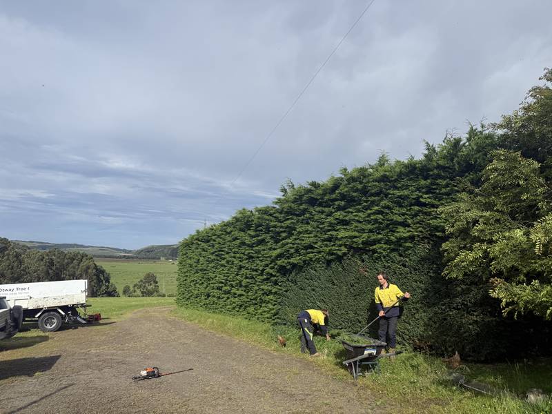 Crew trimming a tall boundary hedge beside a rural driveway