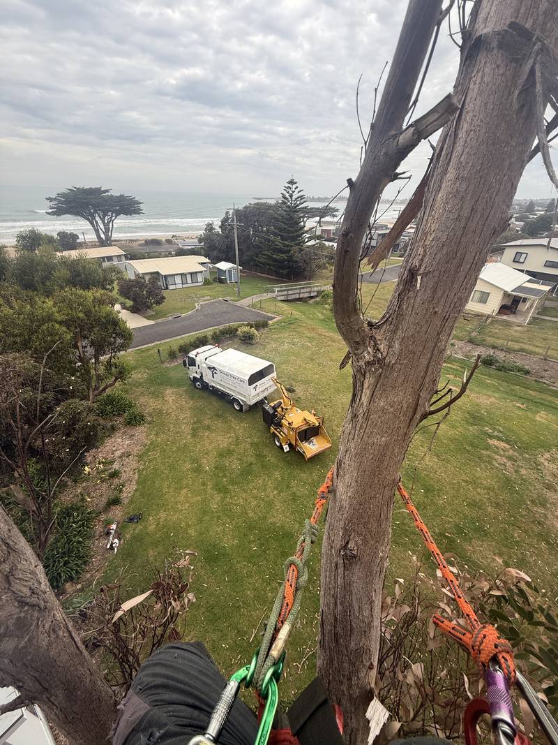 Looking down from high in a gum tree to the Otway Tree Care truck and loader on the lawn, with the ocean beyond