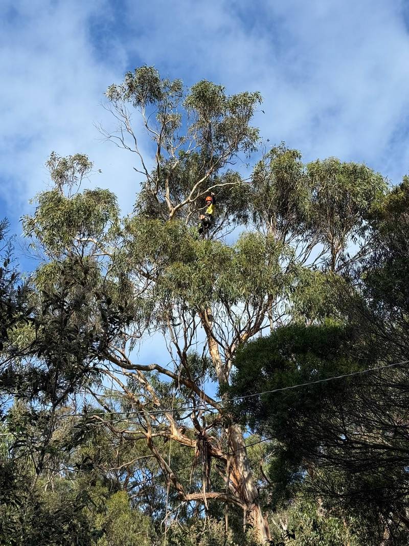 A climber high in a blue gum, removing dead branches