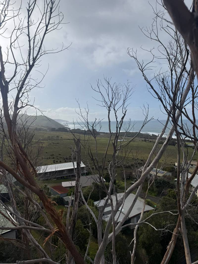 Bare branches of the dead eucalyptus framing the coastline