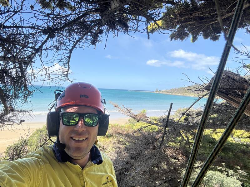 Tom Kleindienst, roped in high in a tree above a sandy beach